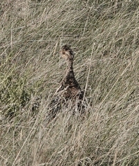 Tympanuchus phasianellus