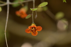 Rhabdothamnus solandri