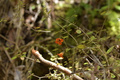Rhabdothamnus solandri