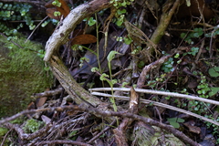 Pterostylis agathicola