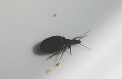 Triatoma protracta