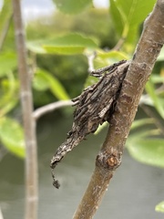 Thyridopteryx ephemeraeformis