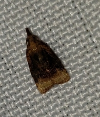Platynota flavedana