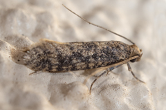 Cephitinea obscurostrigella