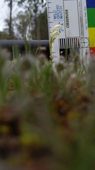 Pterostylis