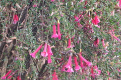 Cantua buxifolia