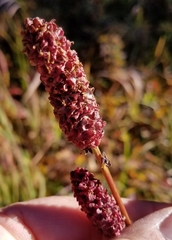 Sanguisorba