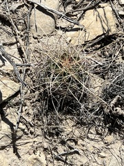 Hamatocactus hamatacanthus
