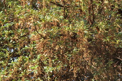 Polylepis