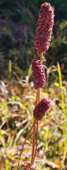 Sanguisorba