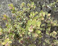 Arctostaphylos morroensis