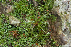 Dracophyllum