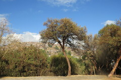 Polylepis