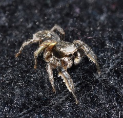 Habronattus cuspidatus