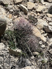 Hamatocactus hamatacanthus