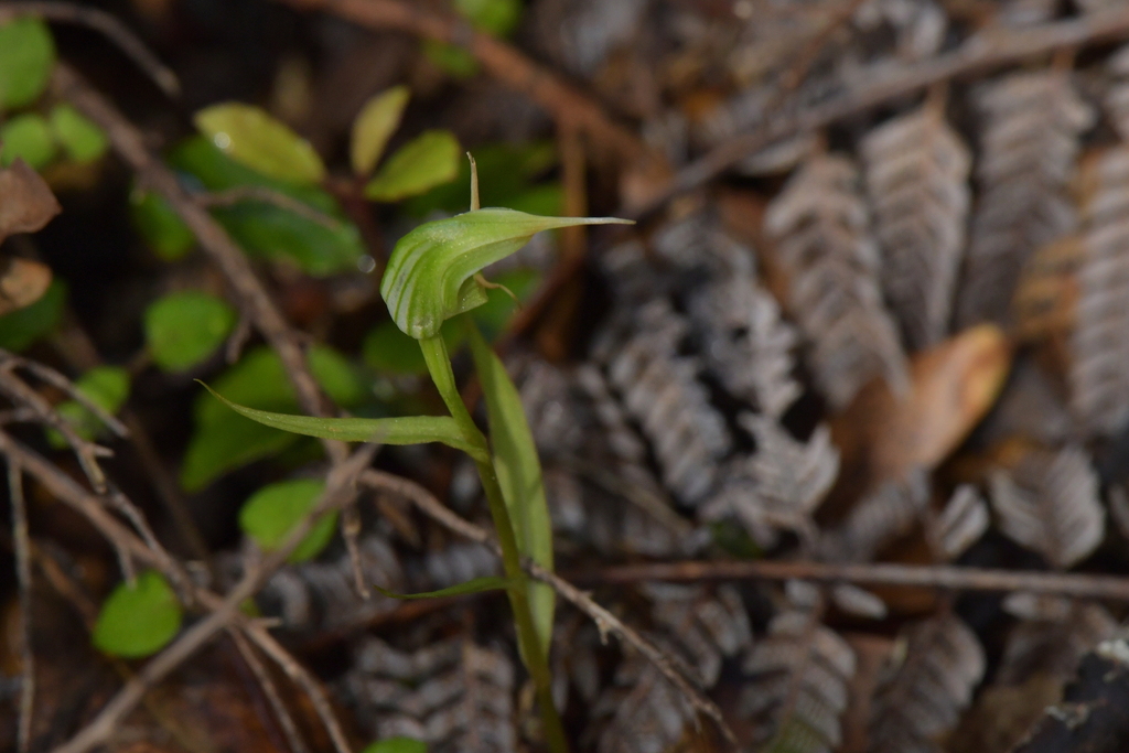 Pterostylis agathicola