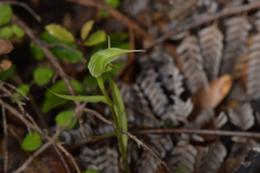 Pterostylis agathicola