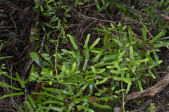 Lygodium articulatum