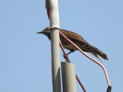 Hypsipetes amaurotis