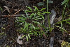 Lygodium articulatum