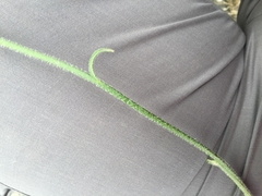 Leontodon asperrimus