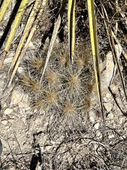 Echinocereus stramineus