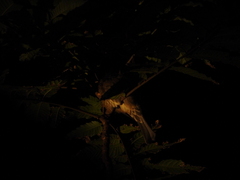 Hypsipetes amaurotis