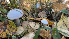 Leucocybe connata
