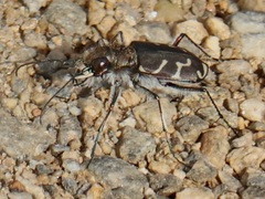Cicindela tranquebarica
