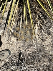 Echinocereus stramineus