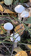 Leucocybe connata