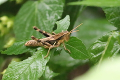 Xenocatantops brachycerus
