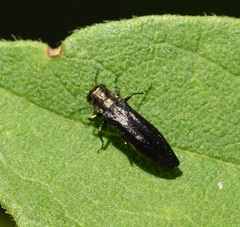 Agrilini