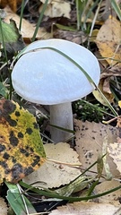 Leucocybe connata