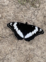 Limenitis weidemeyerii