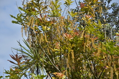 Macadamia integrifolia