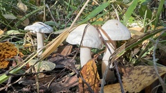 Leucocybe connata