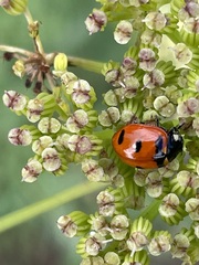Coccinella transversoguttata