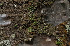 Bulbophyllum pygmaeum