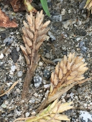 Sclerochloa dura