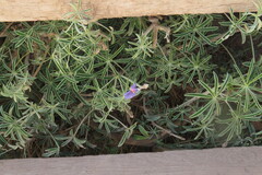 Magnoliopsida