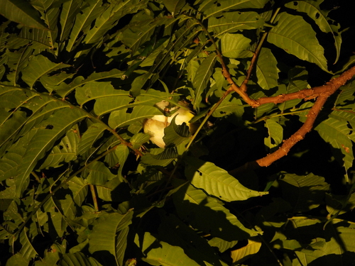 Lowland White-eye (Zosterops meyeni), photo 4