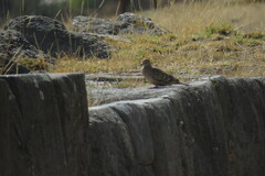 Metriopelia ceciliae