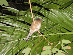 Hypsipetes amaurotis