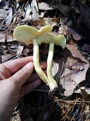 Tricholoma equestre