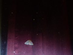 Nepytia pellucidaria