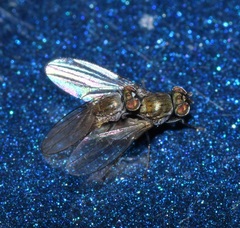 Ephydridae