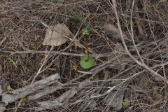 Acianthus sinclairii