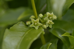 Geniostoma ligustrifolium