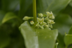 Geniostoma ligustrifolium